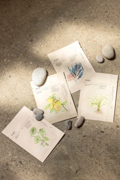 Ondo beauty 36.5 Cosmética Coreana|Cosmética Facial>Mascarilla reafirmante antiedad